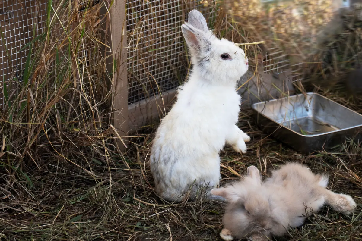Badger Setts vs. Rabbit Warrens: Key Differences to Look For