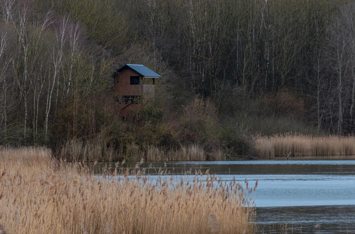 Common Mistakes When Watching Badgers: 10 Things to Avoid